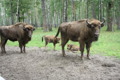 фото Окского заповедника